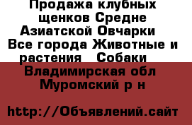 Продажа клубных щенков Средне Азиатской Овчарки - Все города Животные и растения » Собаки   . Владимирская обл.,Муромский р-н